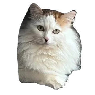 Стикер Антон за 300 - 0