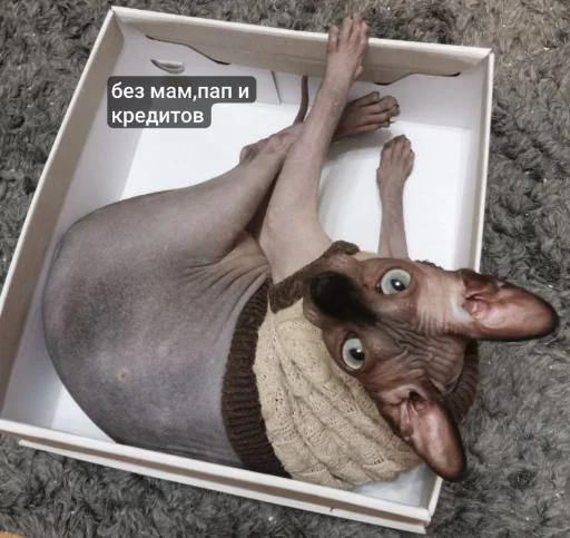 Sticker MrLester - 1