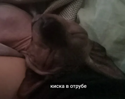 Sticker MrLester - 1