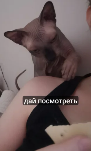 Sticker MrLester - 1