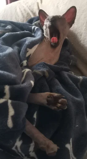 Sticker MrLester - 1