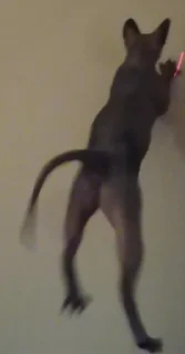 Sticker LesterCat - 3