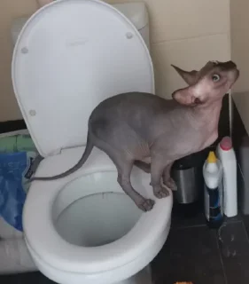 Sticker LesterCat - 6