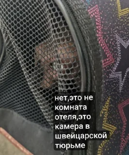 Sticker LesterCat - 1