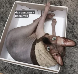 Sticker LesterCat - 11