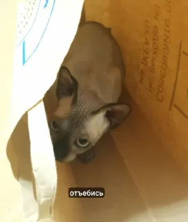 Sticker LesterCat - 4