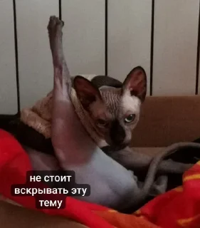 Sticker LesterCat - 9