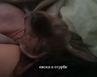 Sticker LesterCat - 10