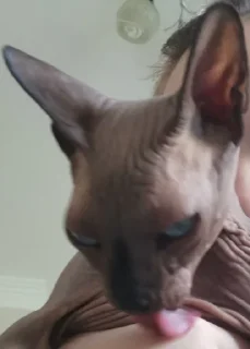 Sticker LesterCat - 8