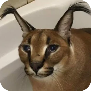 Sticker Mr.Shlipsa автор-Oskov_ru - 2