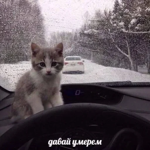 Больше стикеров: @sticerru - 