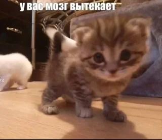 Стикер Больше стикеров: @sticerru - 2