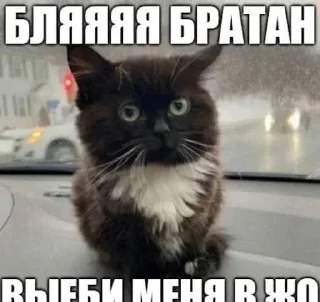 Стикер Больше стикеров: @sticerru - 7