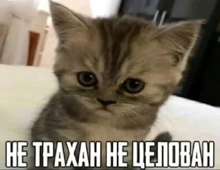 Стикер Больше стикеров: @sticerru - 8