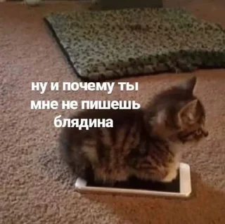 Стикер Больше стикеров: @sticerru - 4