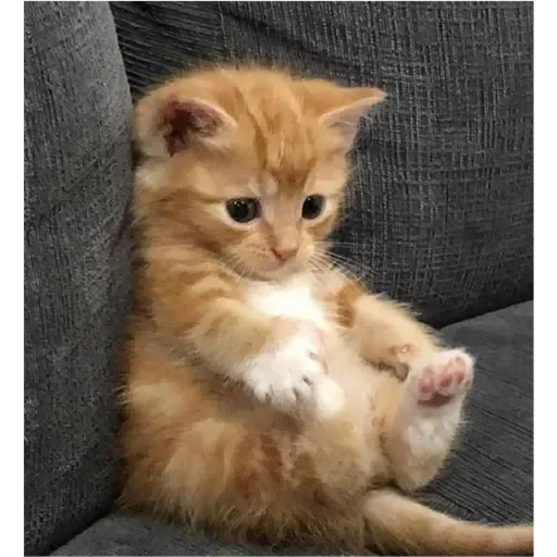 Стикер Mult524 - 1