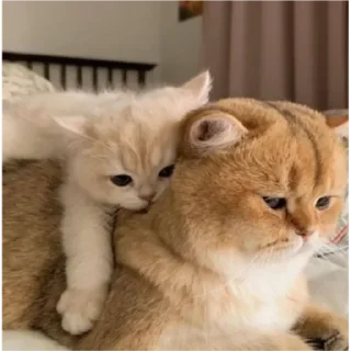 Стикер Мульт - 11