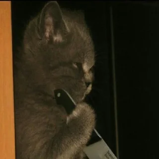 Стикер пусть будет мяу - 9