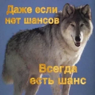 Стикер пусть будет мяу - 1