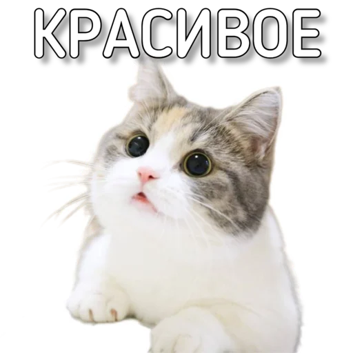 Стикер Murknitka - 1