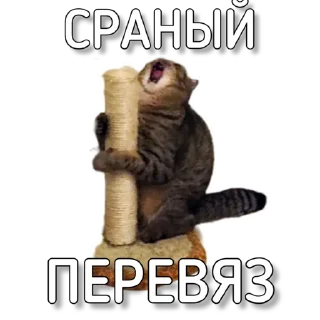 Стикер Murknitka чатик - 6