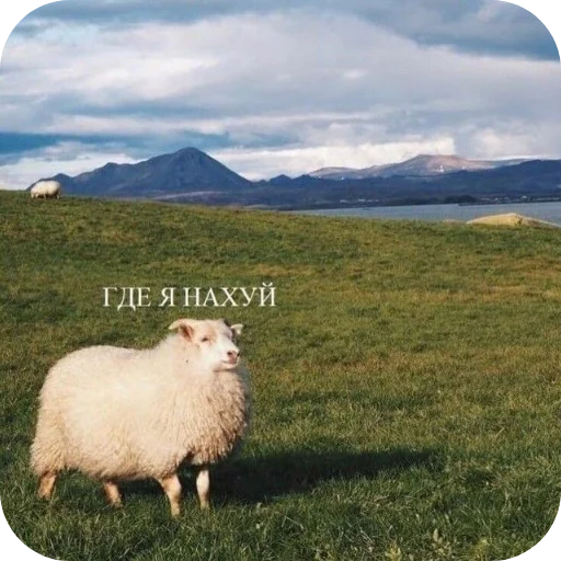 Sticker MurmaedPiton - 1