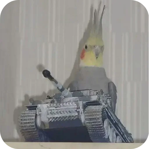 Мурмаед питон - 