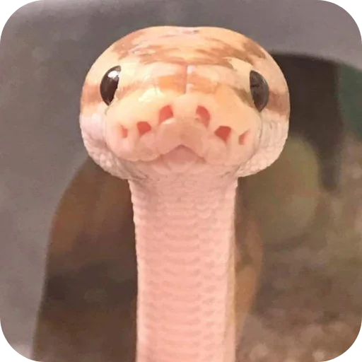 Sticker MurmaedPiton - 1