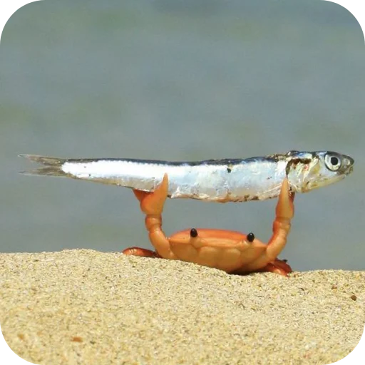 Стикер MurmaedPiton - 1