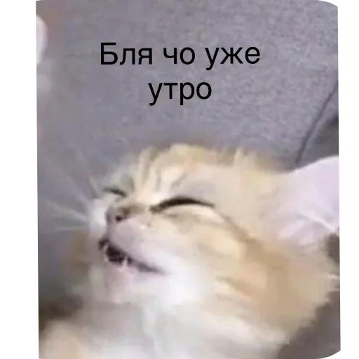 Стикер MurmaedPiton - 1