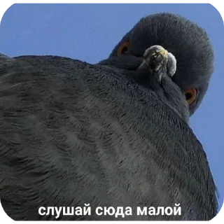 Sticker Мурмаед питон - 8