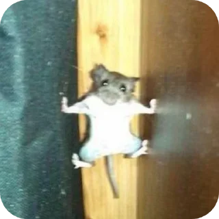 Sticker Мурмаед питон - 6