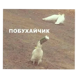 Sticker Мурмаед питон - 5