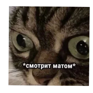 Sticker Мурмаед питон - 1