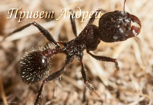 Sticker Murovyii - 1