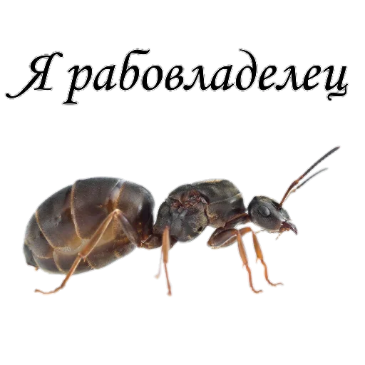 Стикер Murovyii - 1