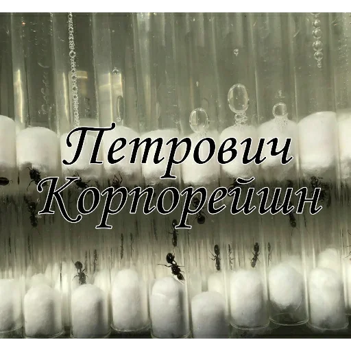 Стикер Murovyii - 1