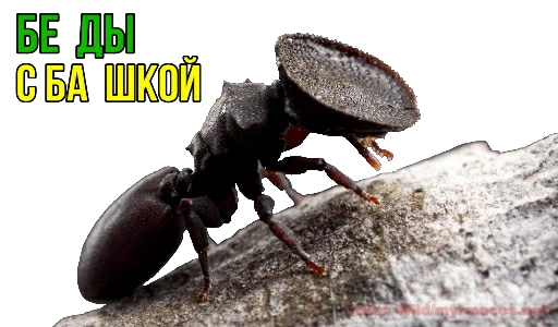 Стикер Murovyii - 1