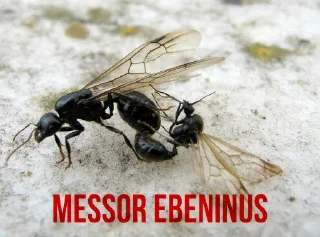 Sticker МУРОВ'Ї by @David73694B - 8