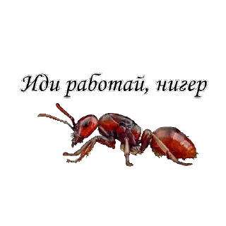 Sticker МУРОВ'Ї by @David73694B - 6