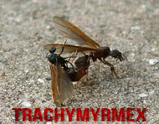 Sticker МУРОВ'Ї by @David73694B - 11