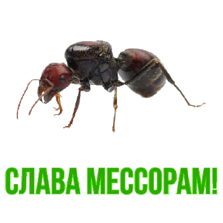 Sticker МУРОВ'Ї by @David73694B - 1