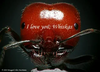 Sticker МУРОВ'Ї by @David73694B - 3