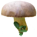 Sticker Грибной pack - 5