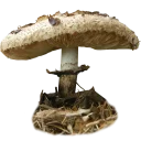 Sticker Грибной pack - 0