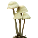 Sticker Грибной pack - 6