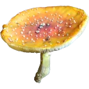 Sticker Грибной pack - 10