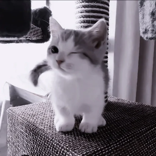 small to medium-sized cats domestic cat cat