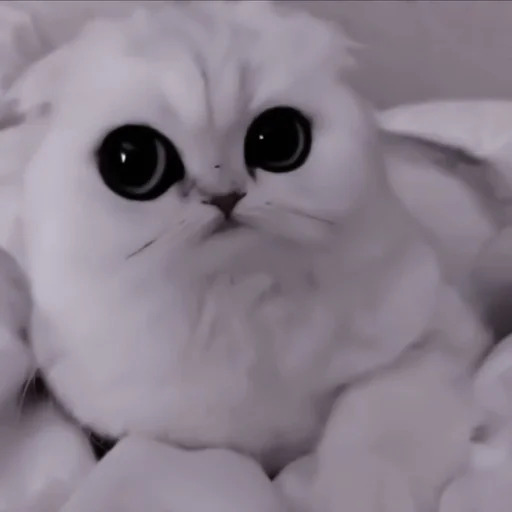 cat animal small to medium-sized cats