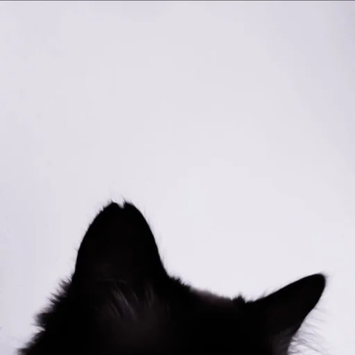 animal mammal small to medium-sized cats